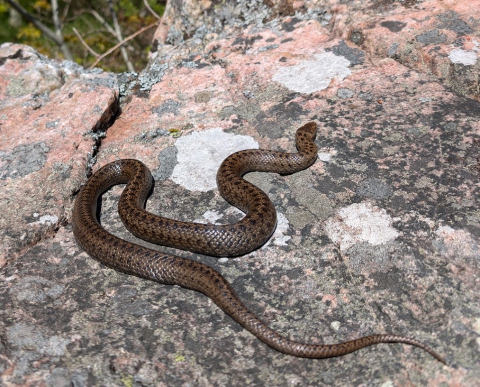 Hasselsnoken schyman